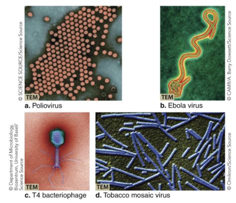 Chapter 1 The Microbial World Flashcards Quizlet