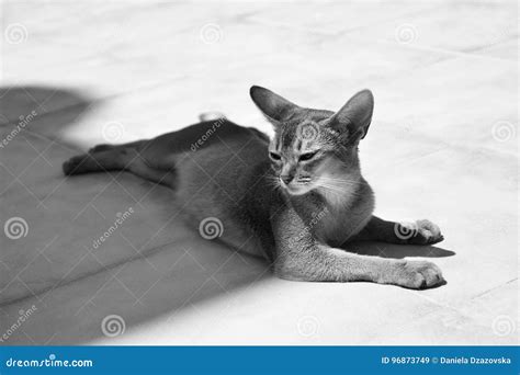 Abyssinian Cat Black and White Stock Image - Image of interested ...