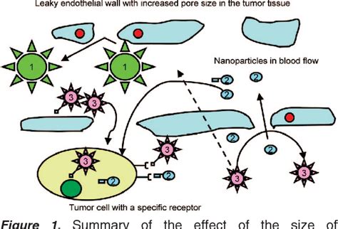 Figure From Pharmacokinetics And Biodistribution Of Nanoparticles