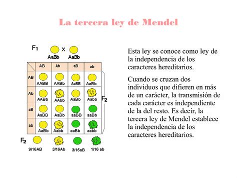 Leyes De Mendel Ppt