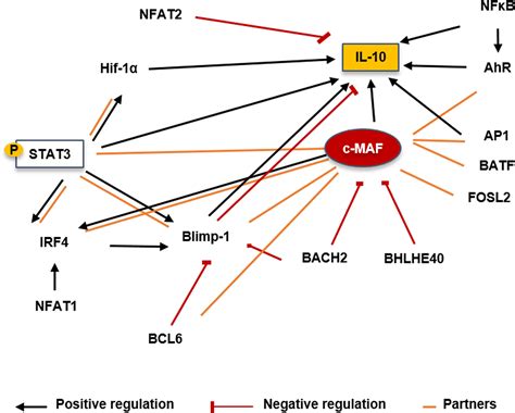 Frontiers Molecular Mechanisms Driving IL 10 Producing B Cells