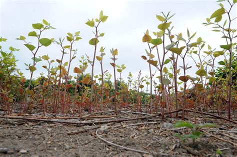 Japanese Knotweed Insurance