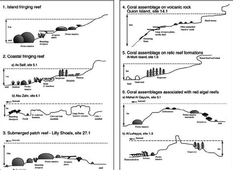 Profiles of different types of reefs and coral assemblages, Yemen Red ...
