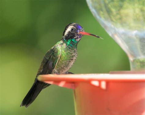 Whiteearedhummingbirdp