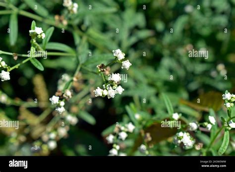 Parthenium Hysterophorus Congress Grass Hi Res Stock Off