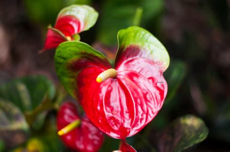 Red Anthuriums Download Digital Print | Etsy