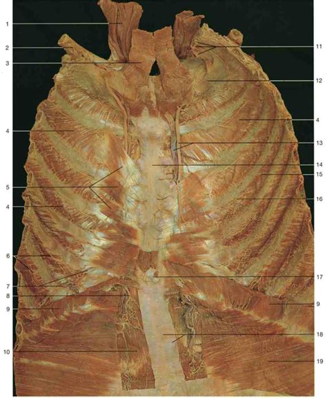 Anterior Thoracic Wall Posterior Aspect Diagram Quizlet