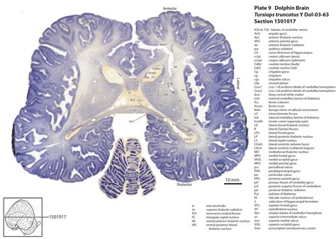 Atlas of the Brain of a Dolphin — Comparative Brain Anatomy