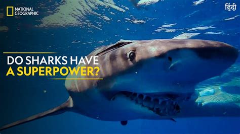 Do Sharks Have A Superpower Jaws Vs Boats National Geographic