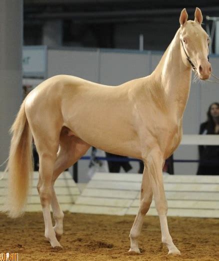 O Cavalo Mais Bonito Do Mundo