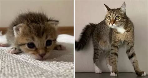 30 Majestic Images Of Cats Before And After