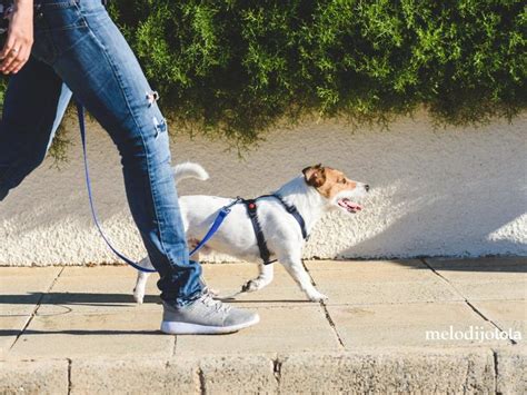 ¿cuál Es La Mejor Hora Para Pasear A Tu Perro En Días Calurosos Me