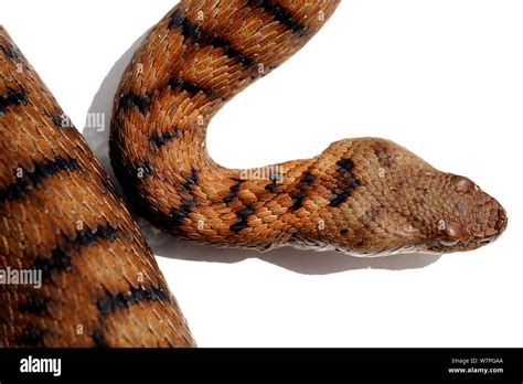 Asp Viper Vipera Aspis Captive France Stock Photo Alamy