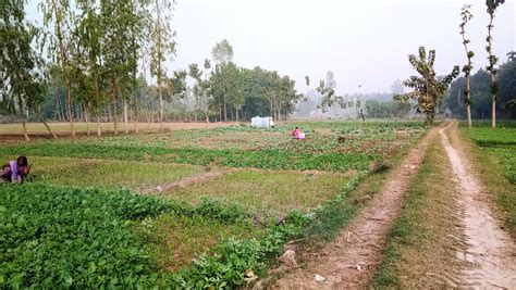 Lucknow Uttar Pradesh November Unidentified Rural Women Working