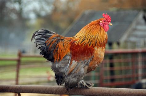 Partridge Cochin Chickens - Ark Country Store