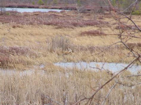 A Sandhill Crane At Grass Lake In Ontario