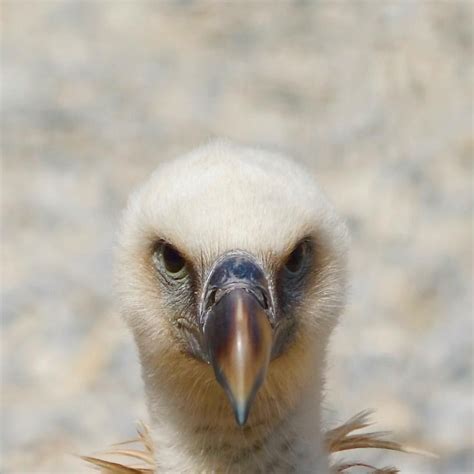 Beautiful Vulture Posing For The Camera At Tayto Park County Meath