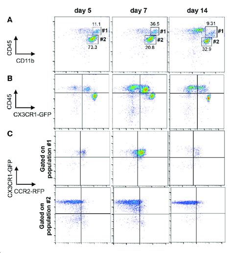 Distinction Of Microglia And Infiltrating Bone Marrow Derived