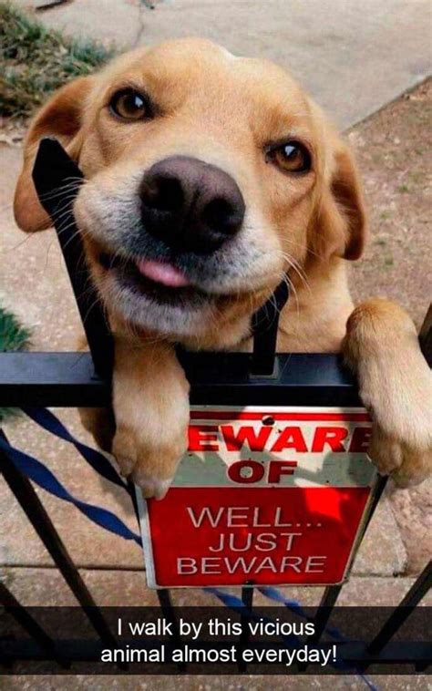 Just Beware Dog Meme Dogperday