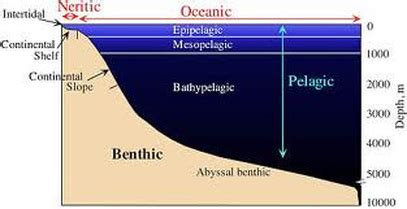 Benthic zone - Alchetron, The Free Social Encyclopedia