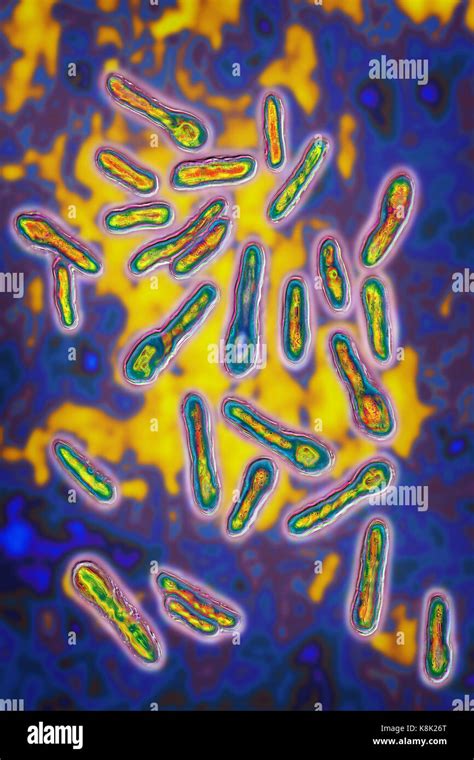 Clostridium botulinum bacteria hi-res stock photography and images - Alamy