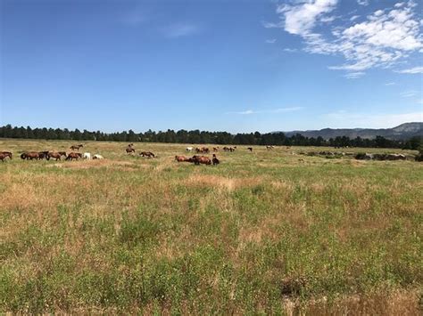 The Black Hills Wild Horse Sanctuary Hot Springs 2019 All You Need