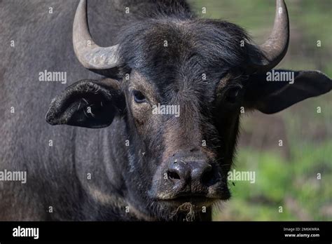 The Water Buffalo Bubalus Bubalis Stock Photo Alamy