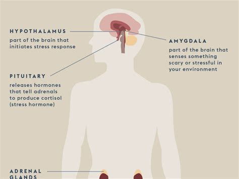 Hpa Axis Dysfunction Ways To Destress And Heal Your Adrenals — The Nourishing Plate