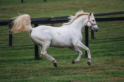 Tapit takes the lead in 2019 progeny earnings