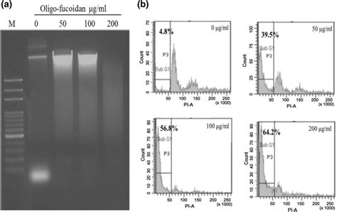 Induction Of Apoptosis By Oligo Fucoidan In Hepg2 Cells A The Cells