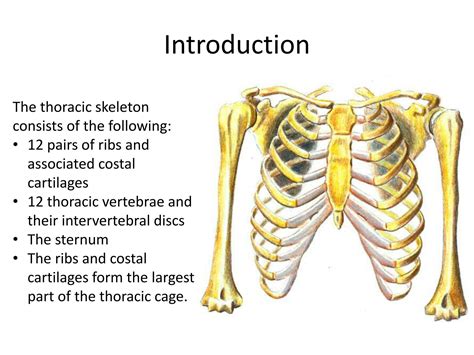 Solution Osteology Of The Thorax Studypool