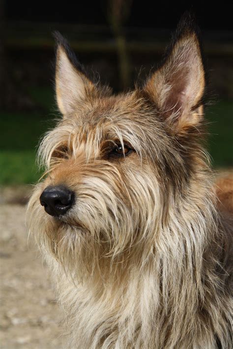 Pin By Josée Larose On Berger Picard Scruffy Dogs Herding Dogs