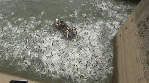 There S A New Method To Control Invasive Carp Outdoor Life