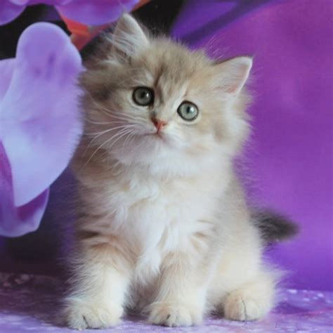 British Longhair Kitten Apple 2 Exotic Kitty Cats Shop