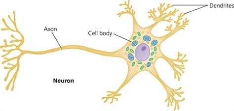 Ch Nervous Tissue The Spinal Cord And Reflex Arc Vertebrate