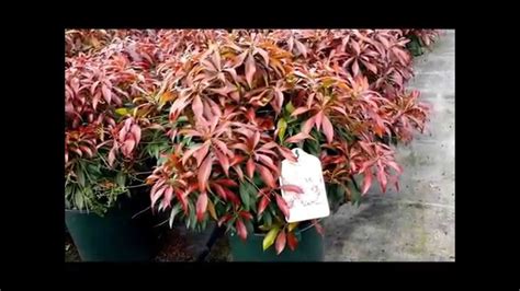 Best Evergreen Shrubs Pieris Katsura Japanese Andromeda Youtube