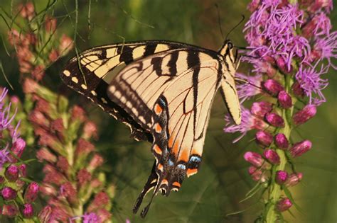 Room Without Walls The Butterfly Effect
