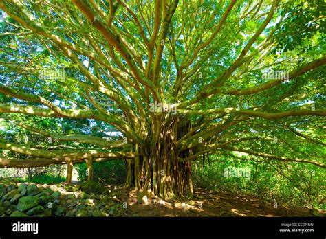 Tree of Life, Amazing Banyan Tree Stock Photo - Alamy
