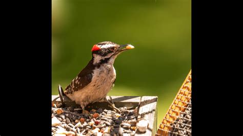 Relaxing Nature Sounds Birds Singing Forest Wildlife Nature Sounds Youtube