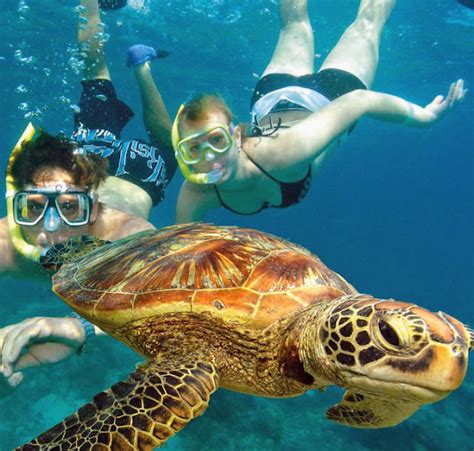 Albums 90+ Pictures Snorkeling Pictures In Hawaii Sharp