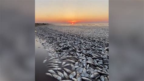 Decenas De Miles De Peces Muertos Aparecen En Una Playa De Texas