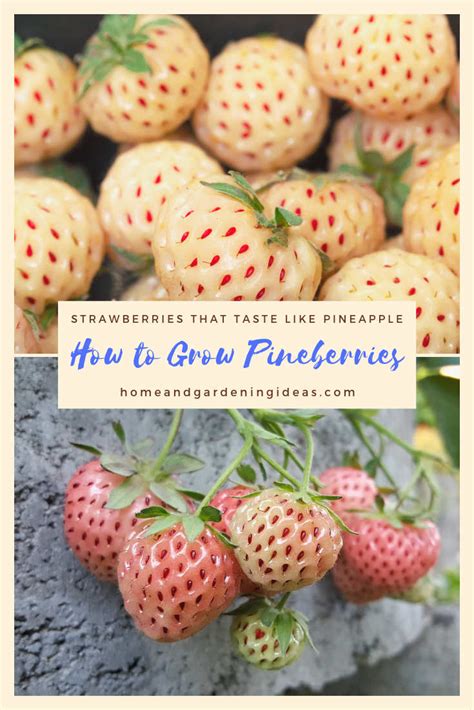 How To Grow Pineberries Home And Gardening Ideas