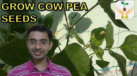 How To Grow Cowpea Plant In Containers At Home