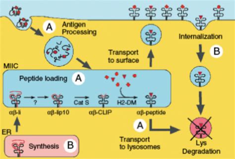 Antigen Processing Flashcards Quizlet