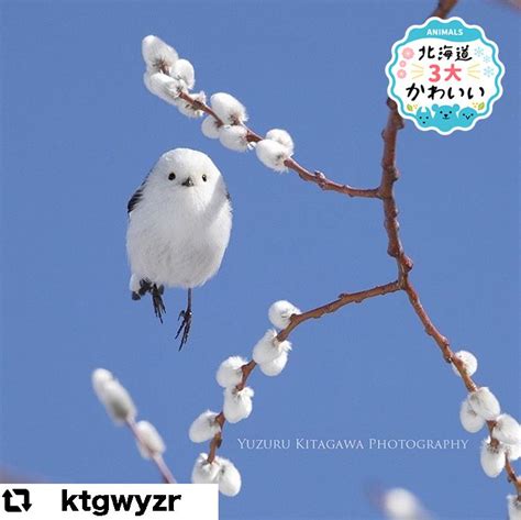 まるで空飛ぶ「ゆでタマゴ」！？かわいすぎるシマエナガ【画像まとめ】｜sitakke【したっけ】