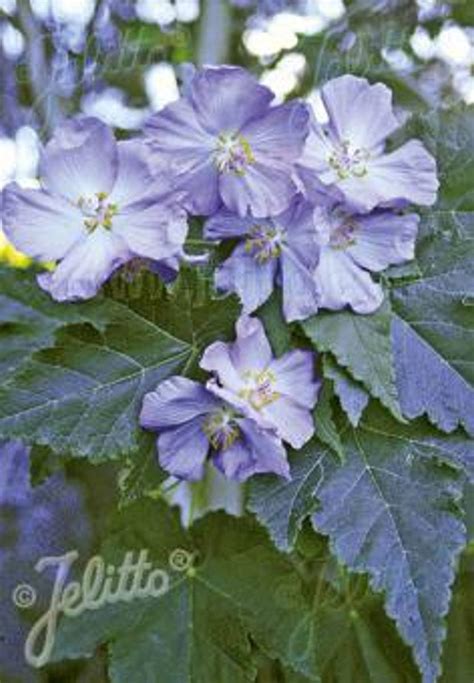 Blålilla Stuelønn Abutilon Vitifolium Garden Living