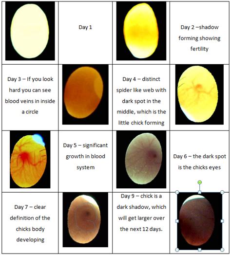 Humidity Can Cause Poor Hatching Eggs Home Incubee Incubator Parts