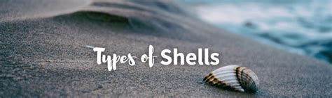 Types Of Shells To Find On Beaches Around The World: Facts, Chart And Pictures » Golden Spike ...