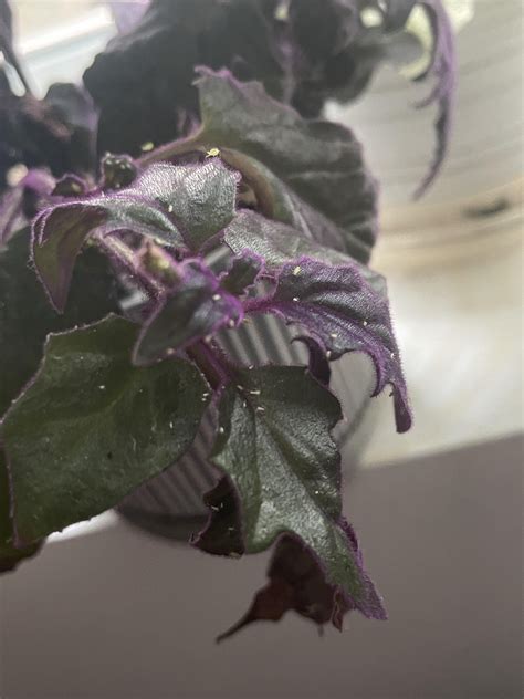 What Are These Annoying Bugs On My Purple Passion I Wiped Them Off With Water About A Week Ago