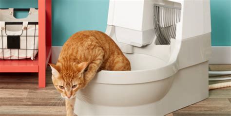 Best Self Cleaning Litter Boxes Review Plus Buying Guide For This Year